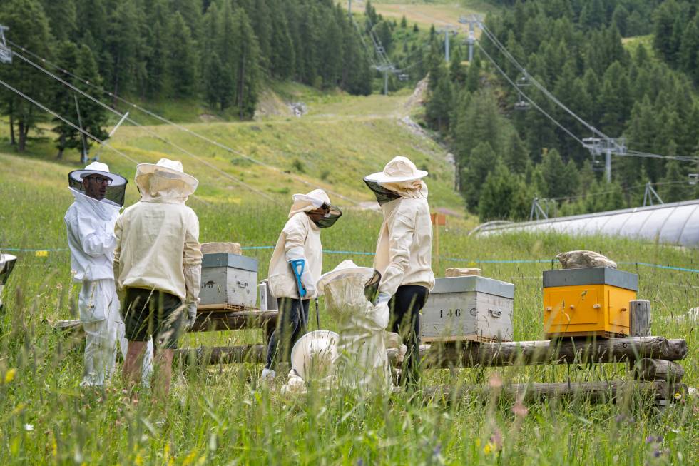 THE ABEÏA APIARY